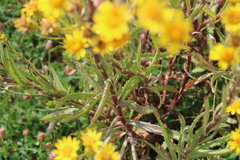 Senecio grisebachii