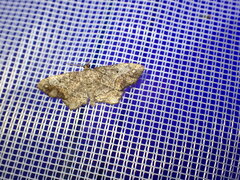 Hypagyrtis
