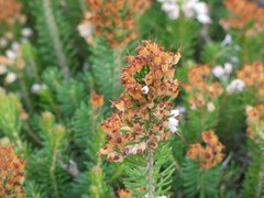 Erica multiflora