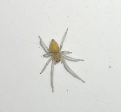 Cheiracanthium mildei