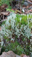 Cladonia squamosa