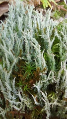 Cladonia squamosa