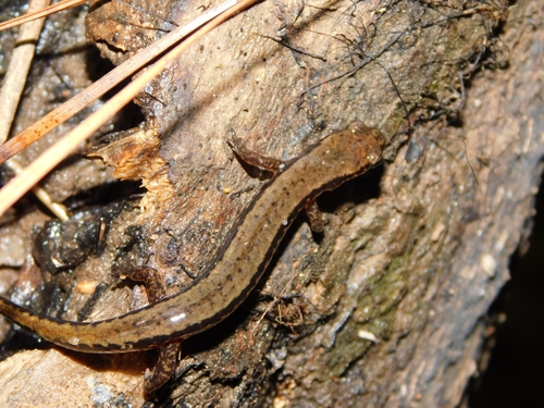 Brownback Salamander
