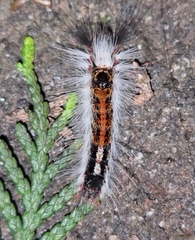 Lymantriinae