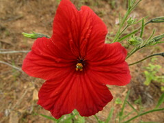 Salpiglossis sinuata