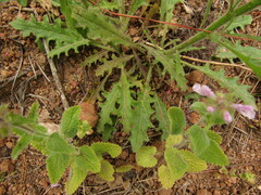 Salpiglossis sinuata