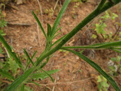 Salpiglossis sinuata