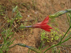 Salpiglossis sinuata