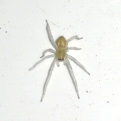 Cheiracanthium mildei