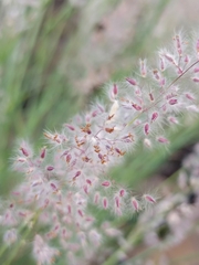 Melinis repens repens