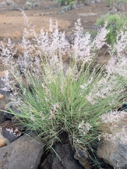 Melinis repens repens