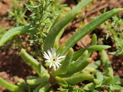 Delosperma herbeum