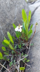 Viola lanceolata