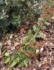 Hylotelephium maximum