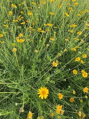 Sidneya tenuifolia