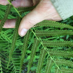 Pelazoneuron kunthii