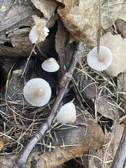 Mycena galopus