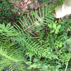 Pelazoneuron kunthii