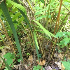 Pelazoneuron kunthii