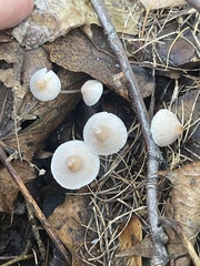 Mycena galopus
