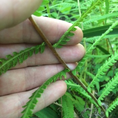 Pelazoneuron kunthii