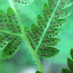 Pelazoneuron kunthii