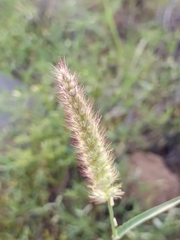 Image of Cenchrus ciliaris