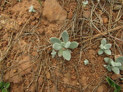 Pseudognaphalium viravira