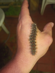 Paracles fusca