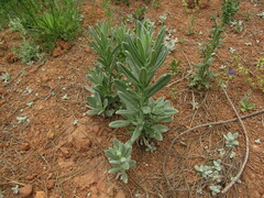 Pseudognaphalium viravira