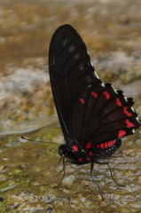 Mimoides phaon phaon