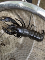 Cambarus robustus