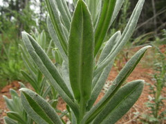 Pseudognaphalium viravira