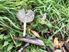 Coprinopsis lagopus