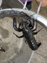 Cambarus robustus