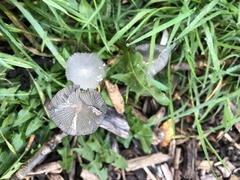 Coprinopsis lagopus