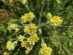 Pseudognaphalium viravira