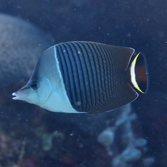 Chaetodon mesoleucos