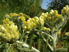 Pseudognaphalium viravira