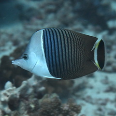 Chaetodon mesoleucos