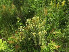 Pseudognaphalium viravira