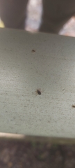 Aphidomorpha