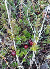 Vaccinium macrocarpon