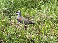 Vanellus chilensis chilensis