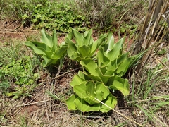 Eucomis autumnalis