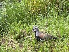 Vanellus chilensis chilensis