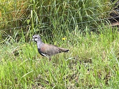 Vanellus chilensis chilensis