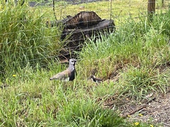 Vanellus chilensis chilensis