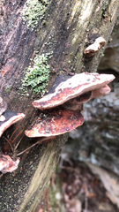 Rhodofomes cajanderi