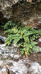 Asplenium montanum